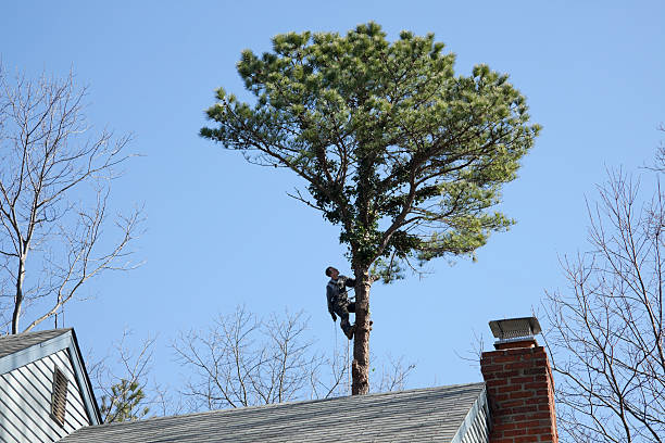  College Station, TX Tree Removal Services Pros